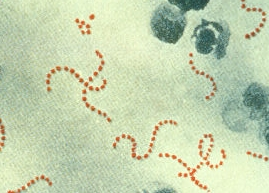 Illustration for article titled The Truth About Why Microbes Make You Sick
